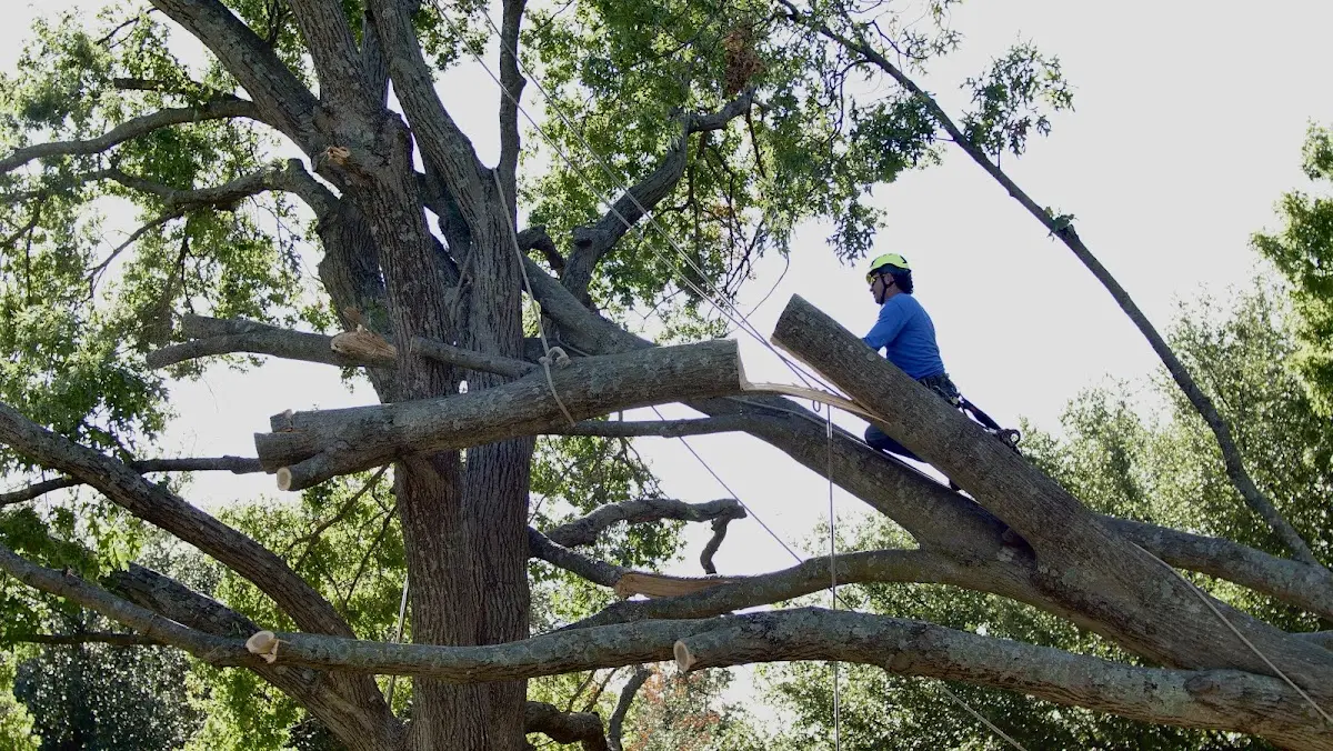Professional Hazardous Tree Removal performed by certified arborists in Milan